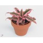 Cryptanthus Pink Starlite