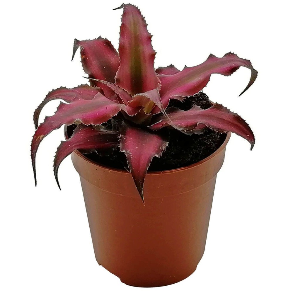Cryptanthus Red Star