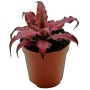 Cryptanthus Red Star