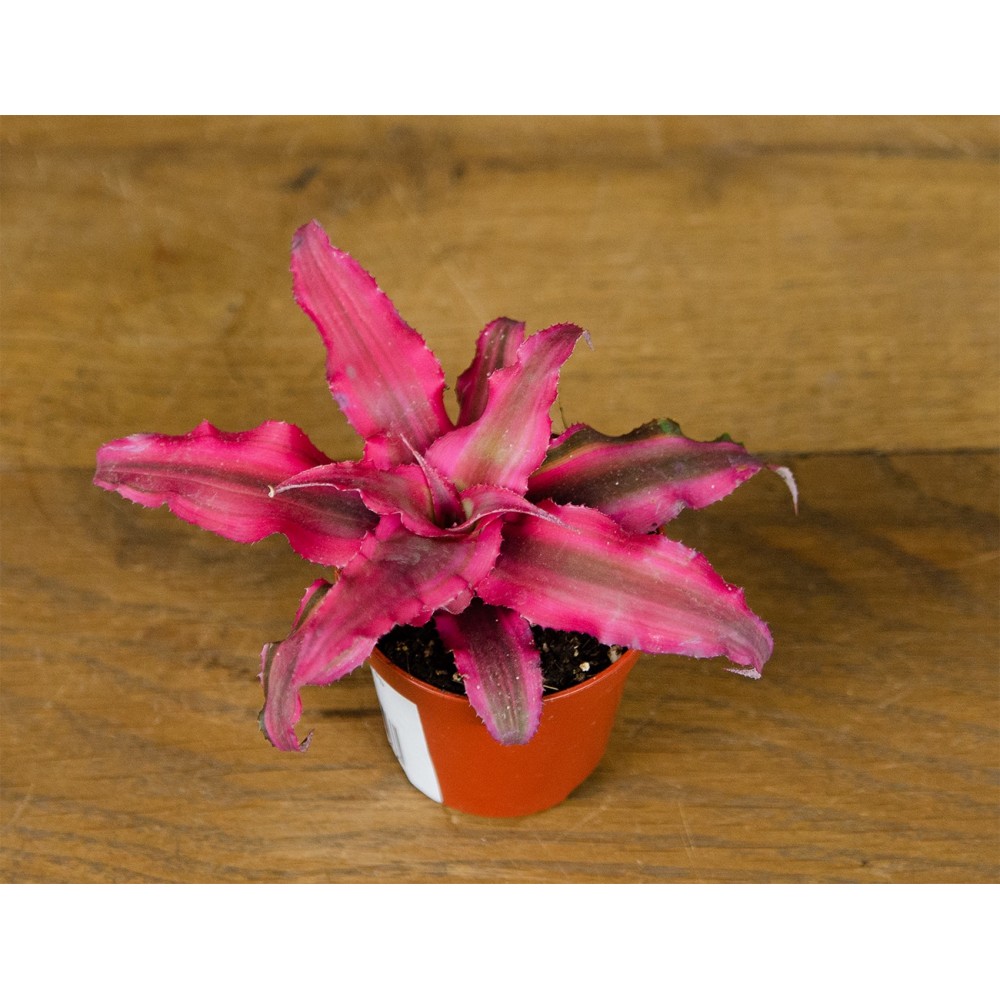 Cryptanthus Rubin Star