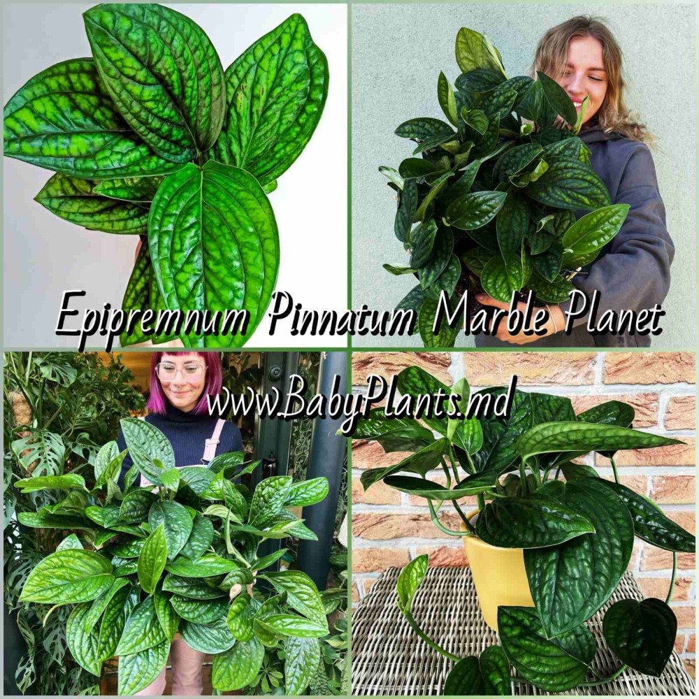 Эпипремнум pinnatum Marble Planet