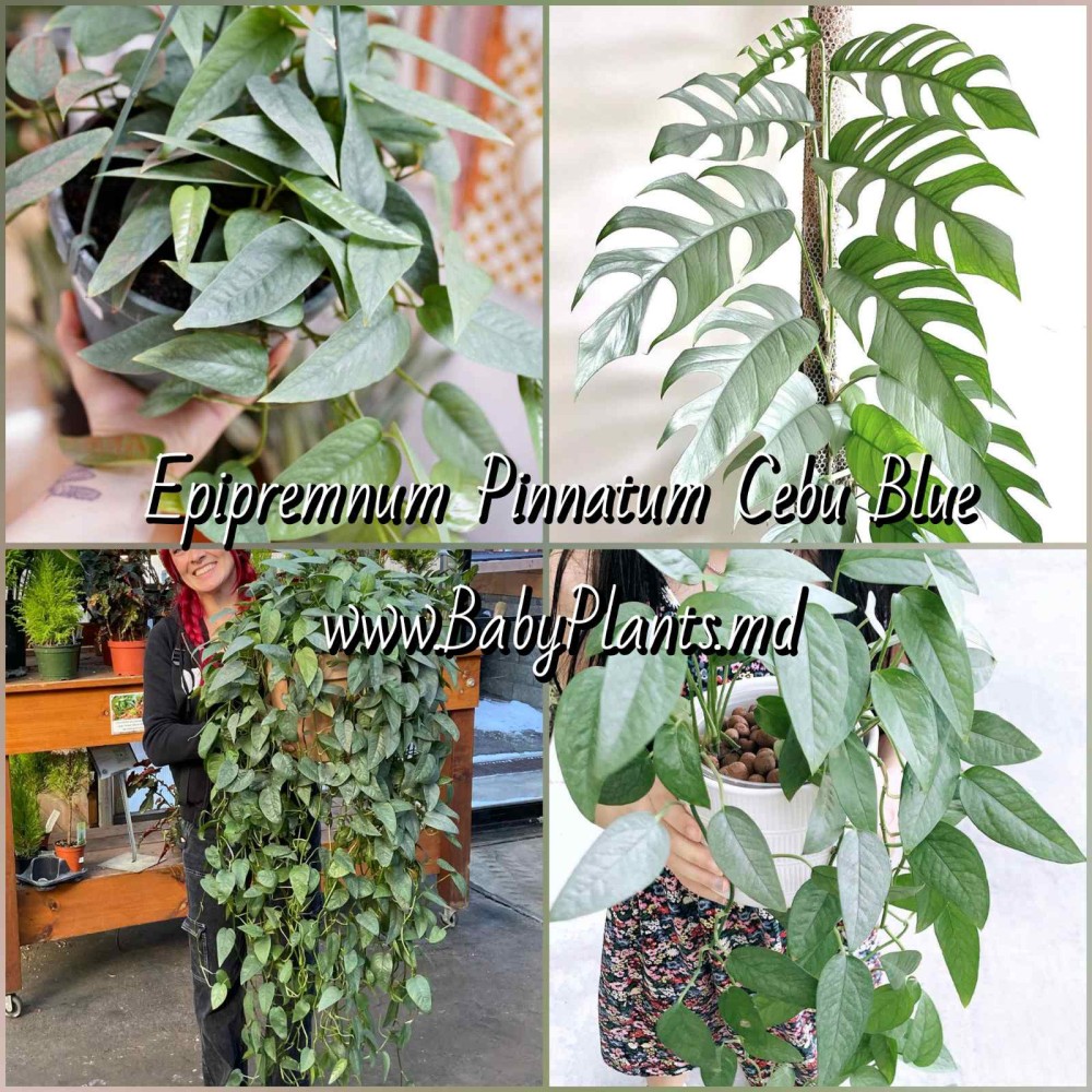 Epipremnum pinnatum Cebu Blue