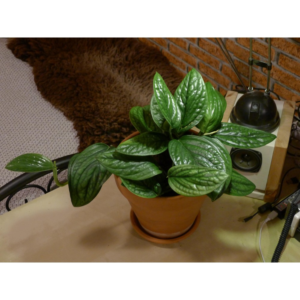 Эпипремнум pinnatum Marble Planet