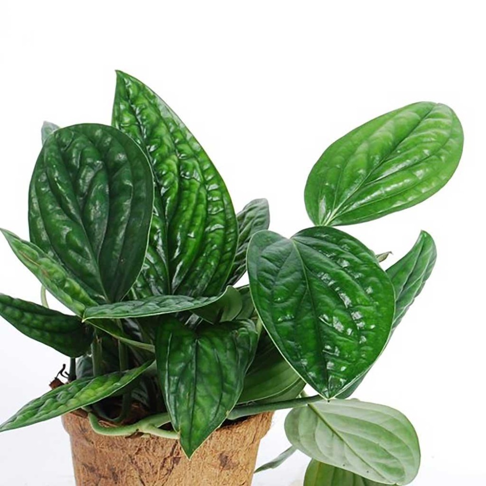 Эпипремнум pinnatum Marble Planet