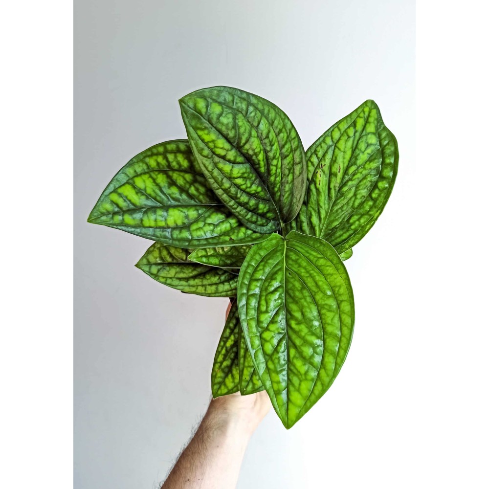 Эпипремнум pinnatum Marble Planet