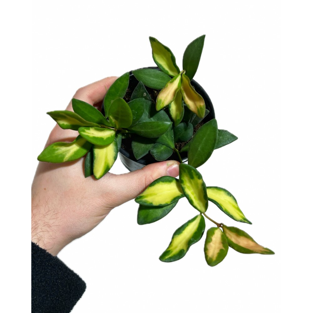 Hoya burtoniae Variegata