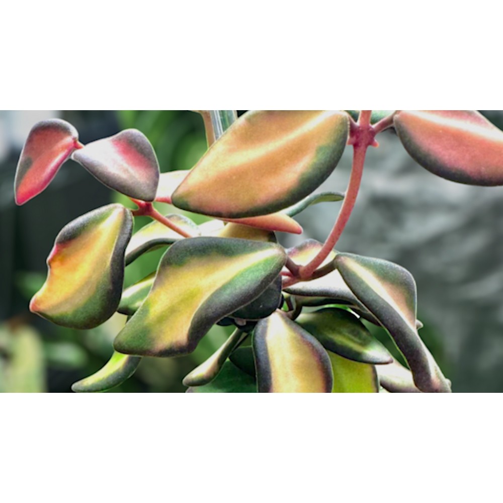 Hoya burtoniae Variegata