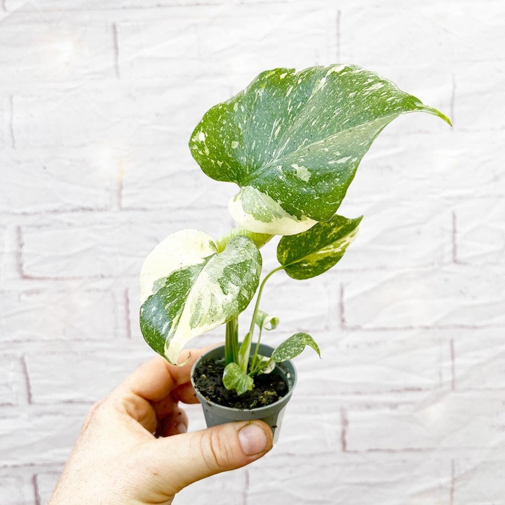 Monstera Thai Constellation