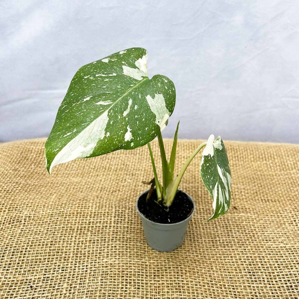 Monstera Thai Constellation