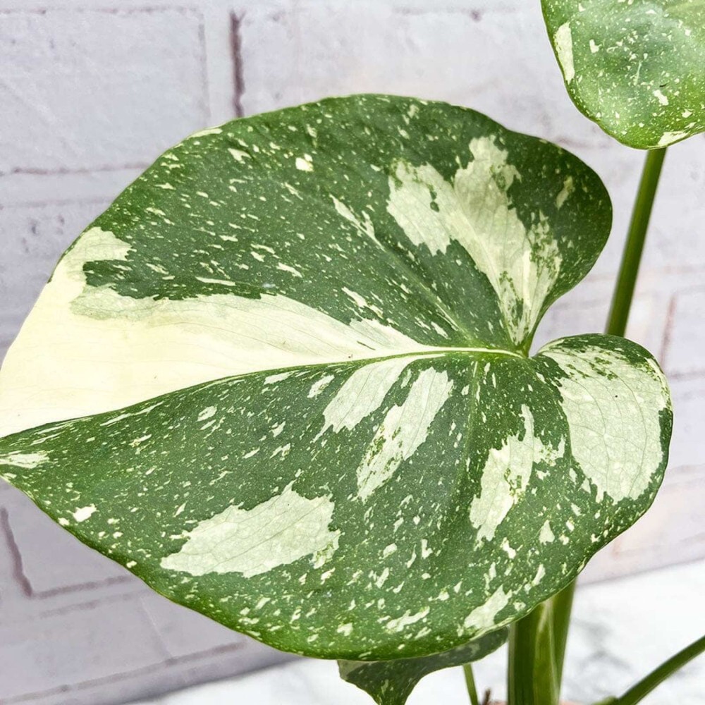 Monstera Thai Constellation