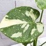 Monstera Thai Constellation