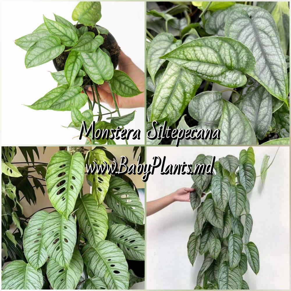 Monstera Siltepecana