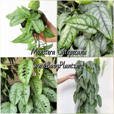 Monstera Siltepecana