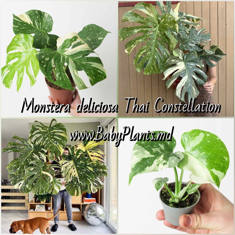 Monstera Thai Constellation