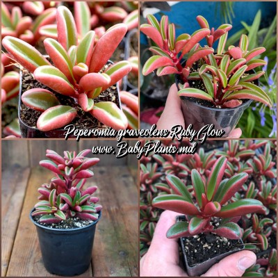 Peperomia graveolens Ruby Glow