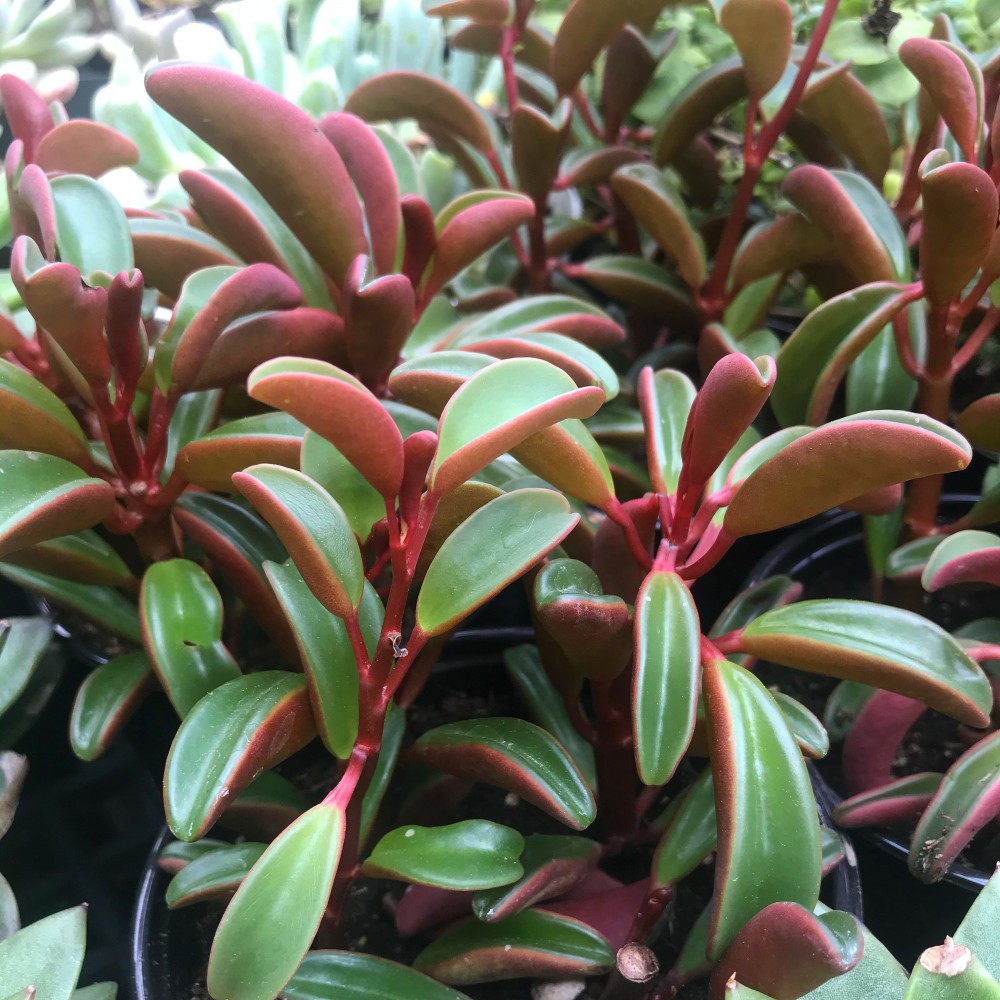 Peperomia graveolens Ruby Glow