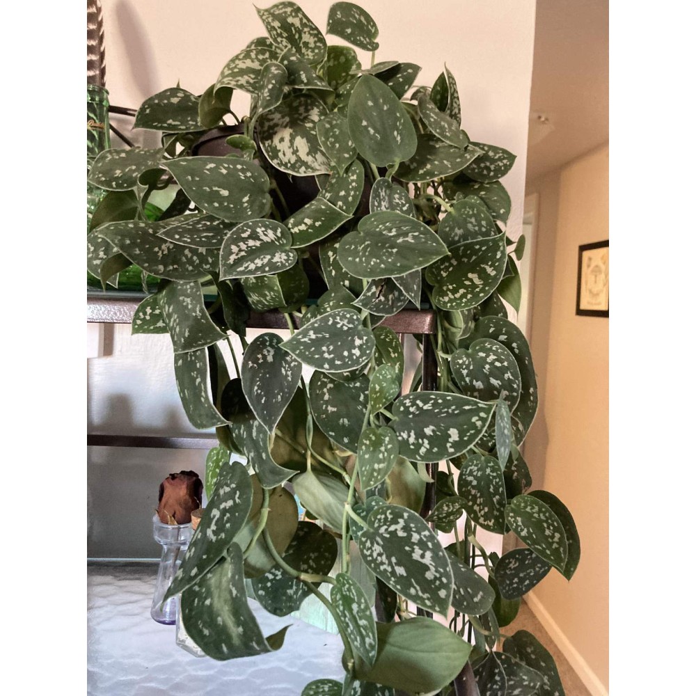 Philodendron scandens Pictus