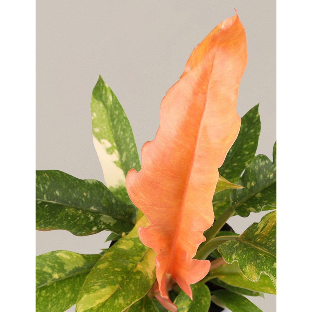 Philodendron Ring of Fire