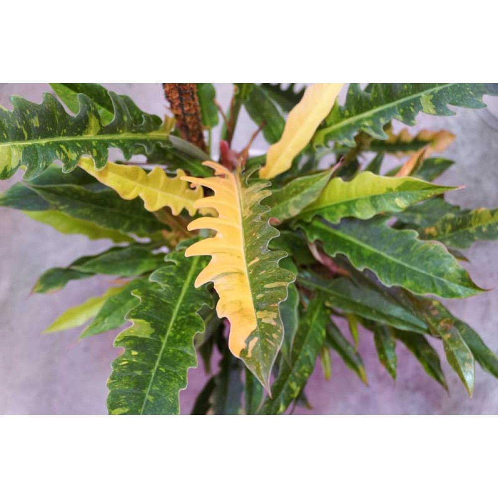 Philodendron Ring of Fire