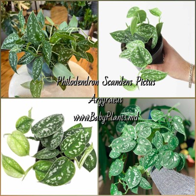 Philodendron scandens Pictus