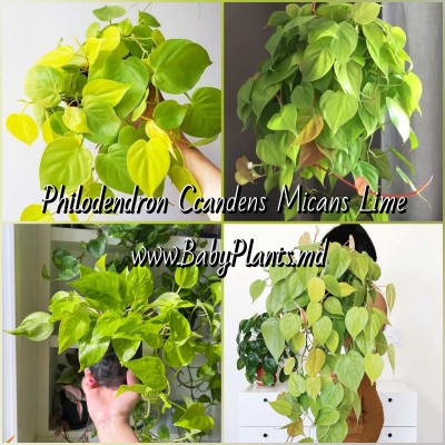 Philodendron scandens micans Lime