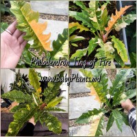 Philodendron Ring of Fire