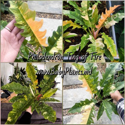 Philodendron Ring of Fire