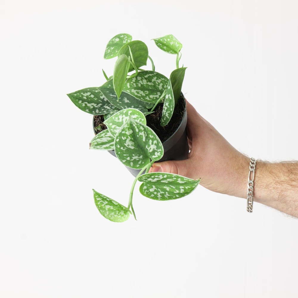 Philodendron scandens Pictus