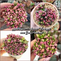 Anacampseros rufescens Variegata