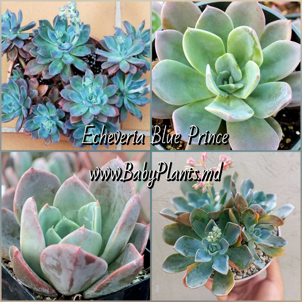 Echeveria Blue Prince