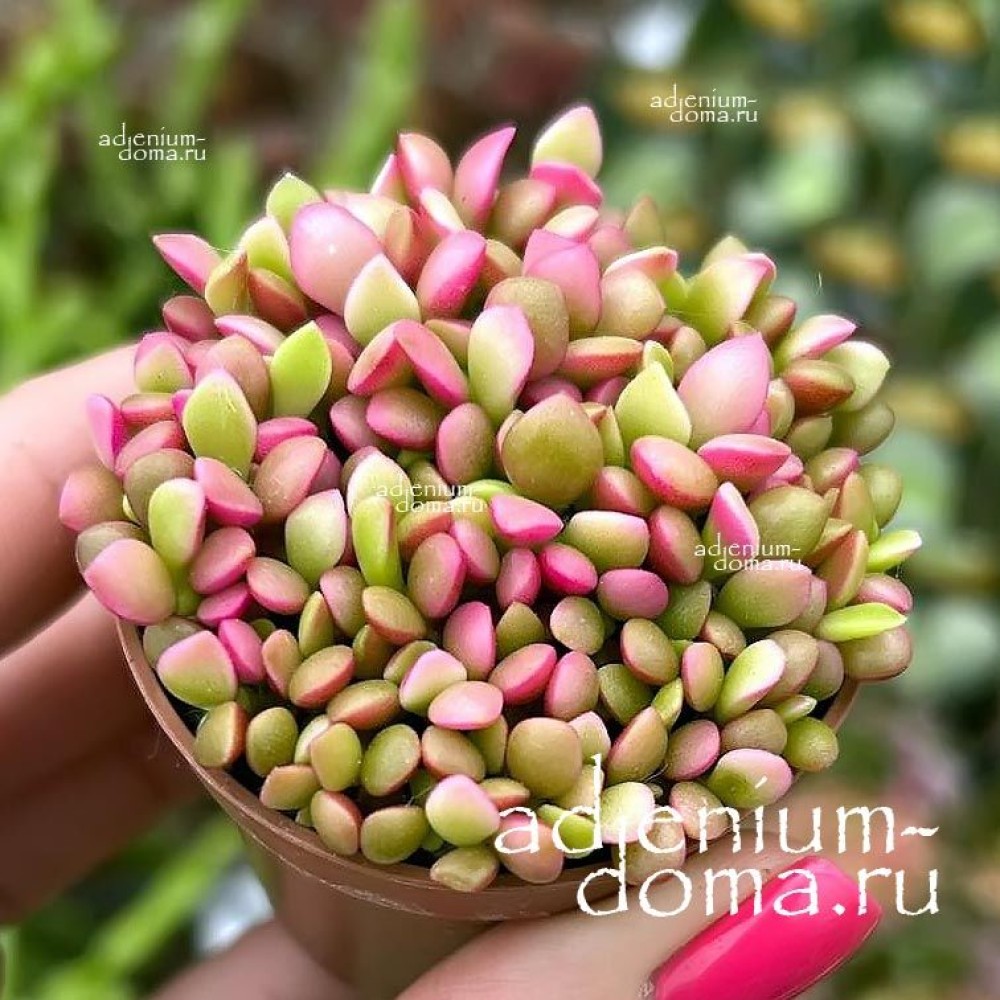 Anacampseros rufescens Variegata