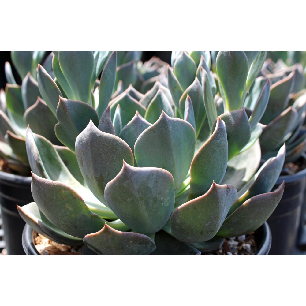 Echeveria Blue Prince