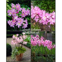 Amaryllis belladonna