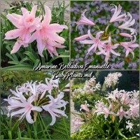 Amarine belladiva 'Emanuelle'