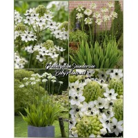 Ornithogalum saundersiae