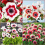 Anemone Bicolor