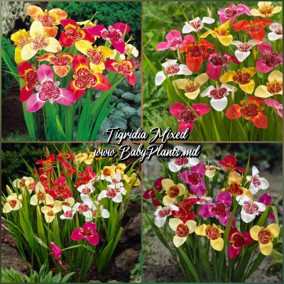 Tigridia pavonia mixed