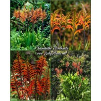 Chasmanthe Floribunda Saturnus