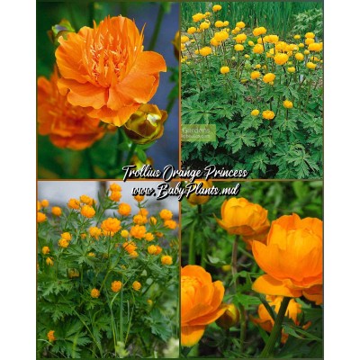Trollius Orange Princess