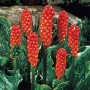 Arum Italicum