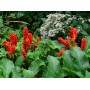 Arum Italicum