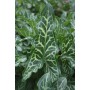 Arum Italicum