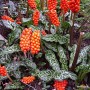 Arum Italicum