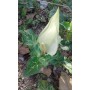 Arum Italicum