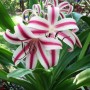 Crinum Cintho Alfa