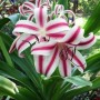 Crinum Cintho Alfa