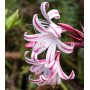 Crinum Cintho Alfa