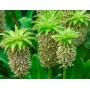 Eucomis bicolor