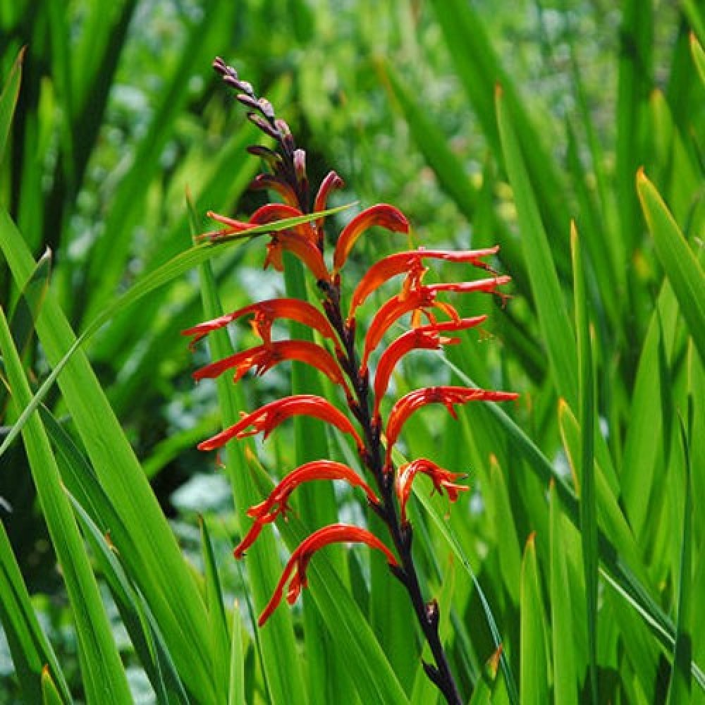 Chasmanthe Floribunda Saturnus