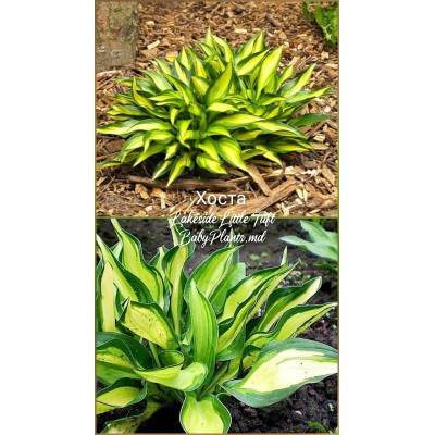 Hosta Lakeside Little Tuft